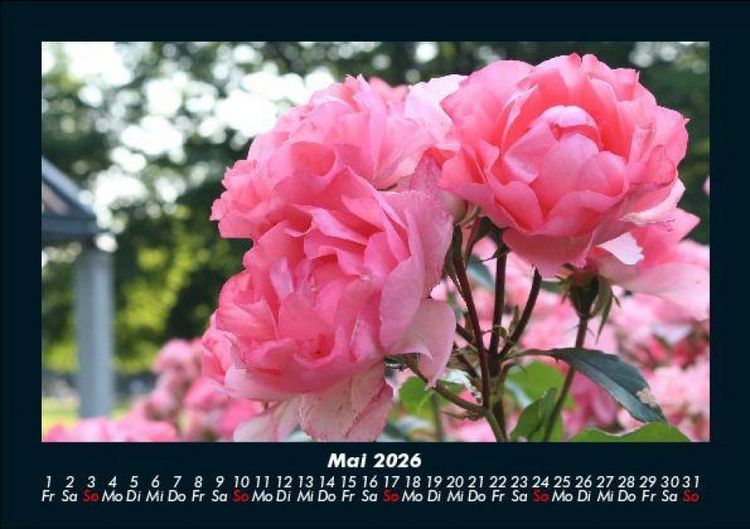 Produktbild: Rosentraum 2026 Fotokalender DIN A5