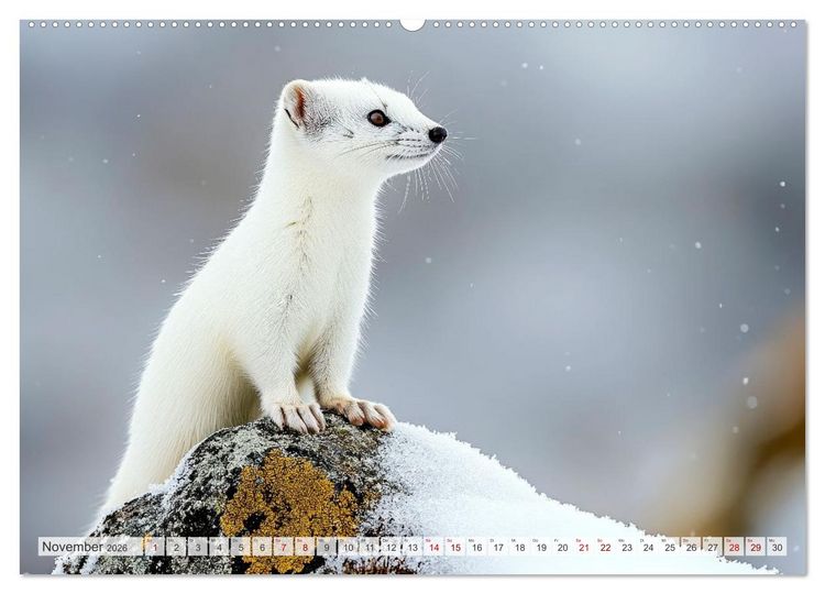 Produktbild: ARKTISCHE TIERE Im Reich der K&auml;lte (Wandkalender 2026 DIN A2 quer), CALVENDO Monatskalender