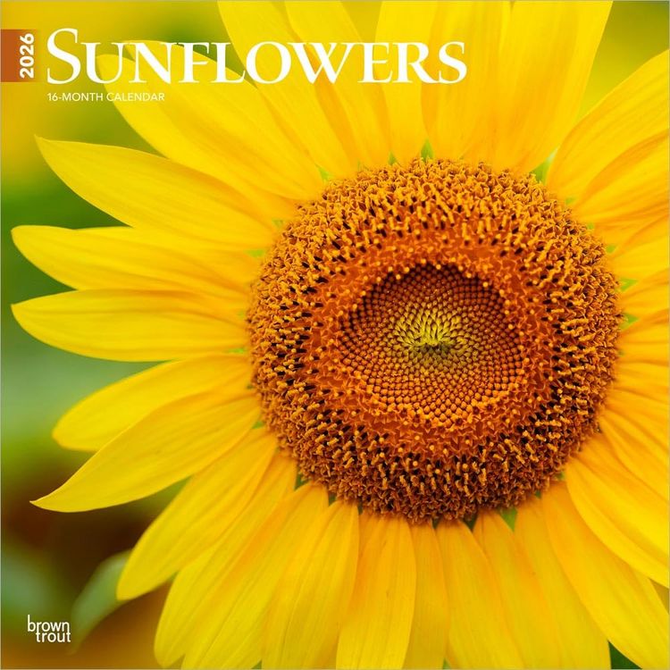 Produktbild: Sunflowers 2026 12 X 24 Inch (Hanging) Monthly Square Wall Calendar Plastic-Free