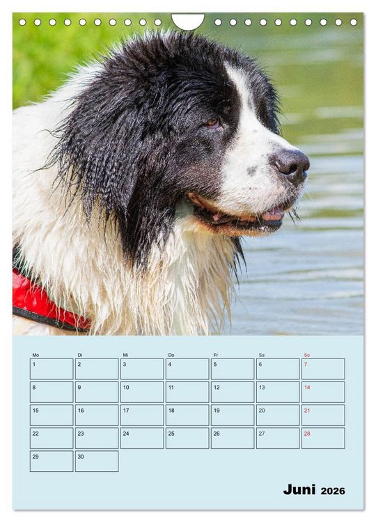 Produktbild: Familienplaner Landseer - Freund und Retter (Wandkalender 2026 DIN A4 hoch), CALVENDO Monatskalender