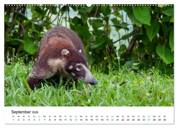 Produktbild: Costa Rica - Tropische Tierwelt (Wandkalender 2026 DIN A2 quer), CALVENDO Monatskalender