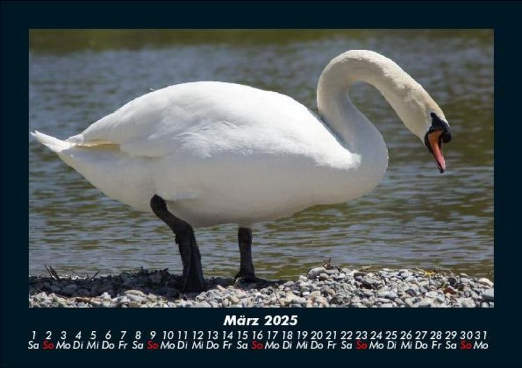 Produktbild: Welt der V&ouml;gel 2025 Fotokalender DIN A5