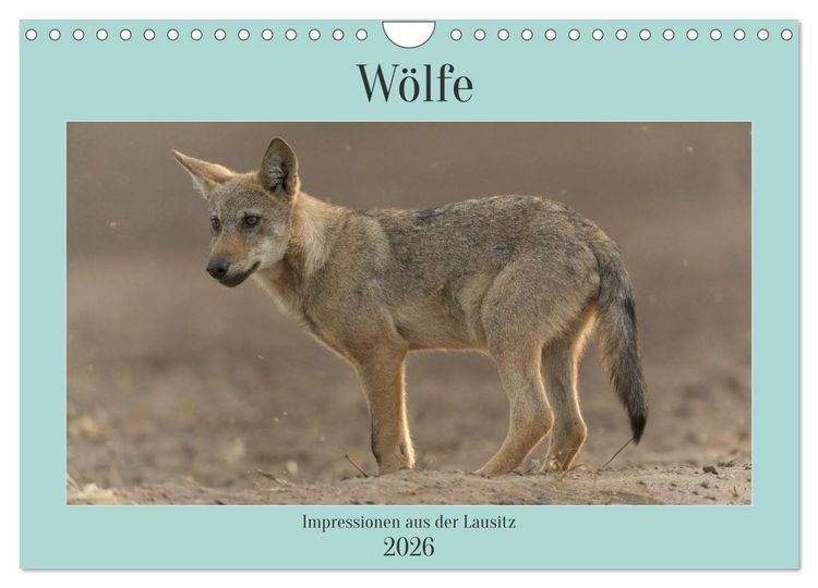 Produktbild: W&ouml;lfe, Impressionen aus der Lausitz (Wandkalender 2026 DIN A4 quer), CALVENDO Monatskalender