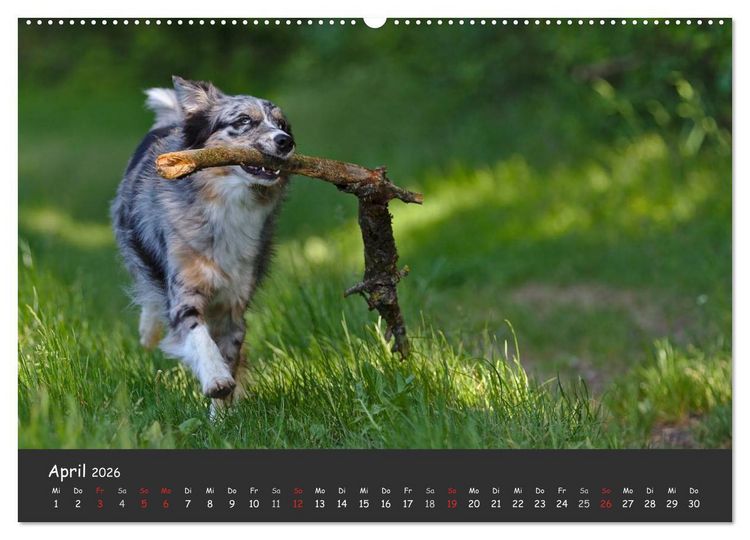 Produktbild: Australian Shepherd - Augenblicke (Wandkalender 2026 DIN A2 quer), CALVENDO Monatskalender