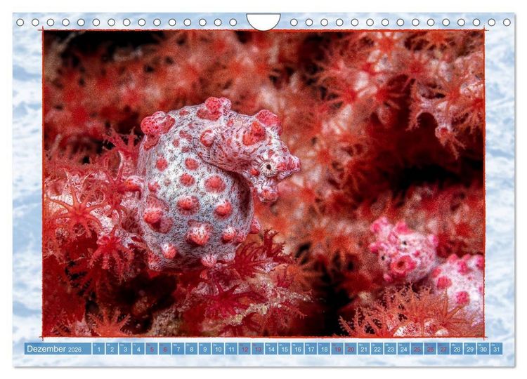 Produktbild: Farbenpracht unter Wasser (Wandkalender 2026 DIN A4 quer), CALVENDO Monatskalender