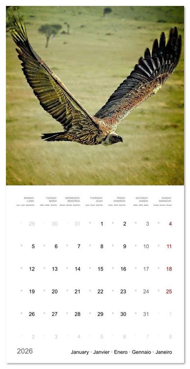Produktbild: Eagles in Africa (Wall Calendar 2026 12 &times; 12 Inch) CALVENDO 12 Month Wall Calendar