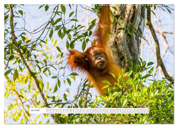 Produktbild: Gunung Leuser Nationalpark und seine Orang Utans (Wandkalender 2026 DIN A2 quer), CALVENDO Monatskalender