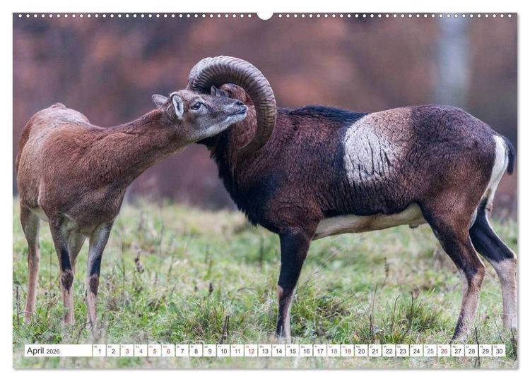 Produktbild: Emotionale Momente: Muffelwild. (hochwertiger Premium Wandkalender 2026 DIN A2 quer), Kunstdruck in Hochglanz