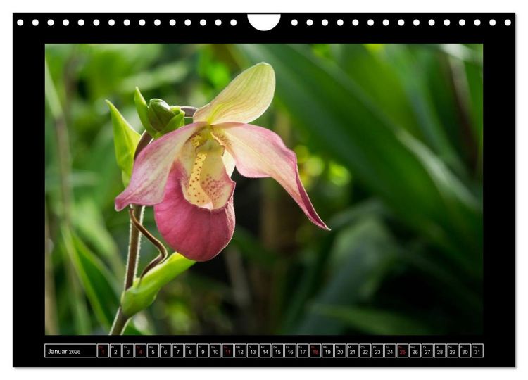Produktbild: Frauenschuhe - die sch&ouml;nsten Orchideen der Welt (Wandkalender 2026 DIN A4 quer), CALVENDO Monatskalender