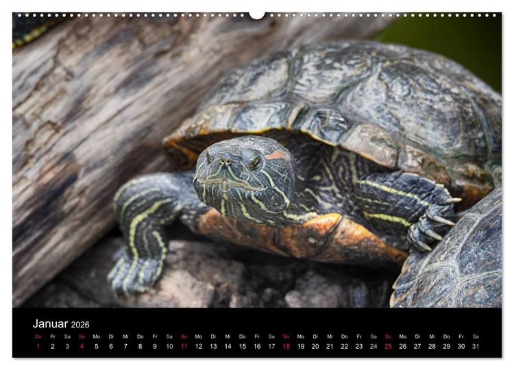Produktbild: Wasserschildkr&ouml;ten (Wandkalender 2026 DIN A2 quer), CALVENDO Monatskalender