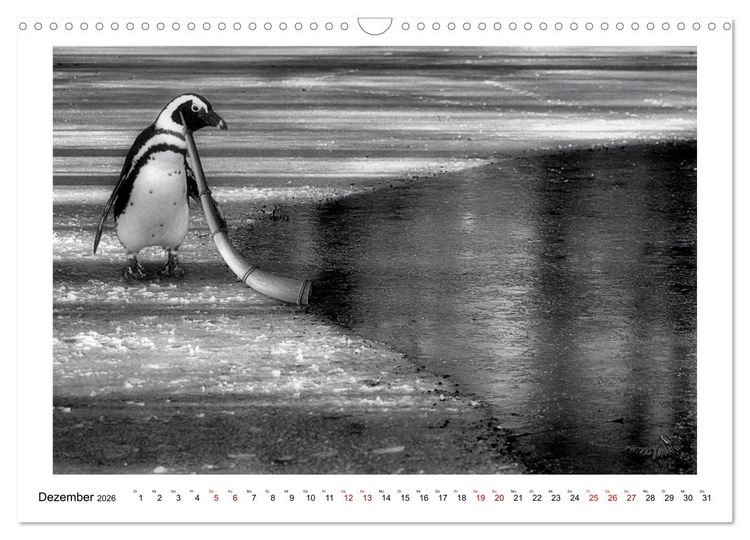 Produktbild: Pinguine privat (Wandkalender 2026 DIN A3 quer), CALVENDO Monatskalender