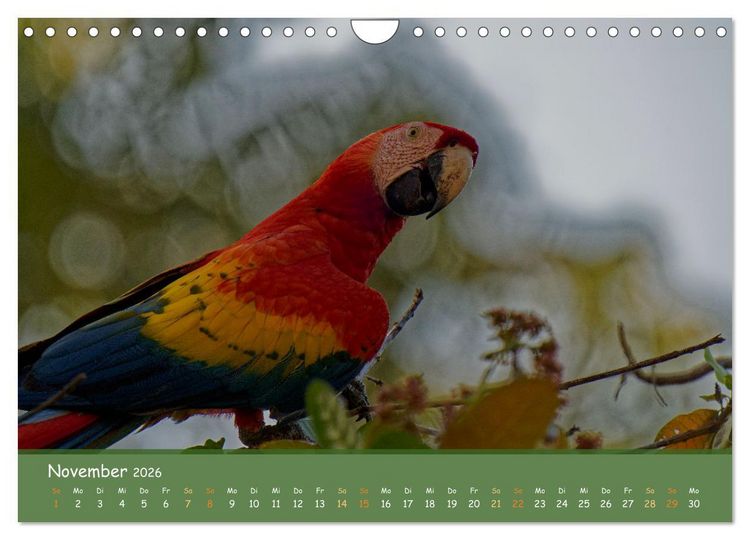Produktbild: Hellrote Aras (Wandkalender 2026 DIN A4 quer), CALVENDO Monatskalender