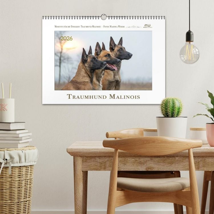Produktbild: Traumhund Malinois (Wandkalender 2026 DIN A3 quer), CALVENDO Monatskalender
