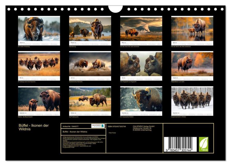 Produktbild: B&uuml;ffel - Ikonen der Wildnis (Wandkalender 2026 DIN A4 quer), CALVENDO Monatskalender