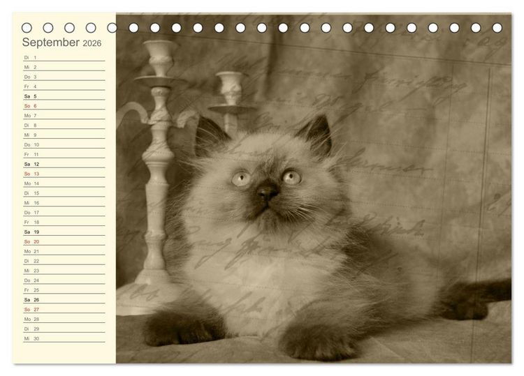 Produktbild: Oma's Katzenkalender 2026 (Tischkalender 2026 DIN A5 quer), CALVENDO Monatskalender