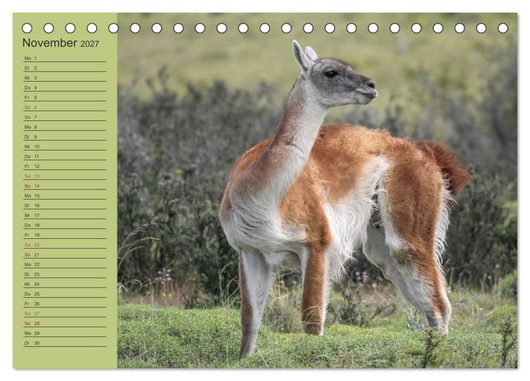 Produktbild: Wildlife S&uuml;damerika (Tischkalender 2027 DIN A5 quer), CALVENDO Monatskalender