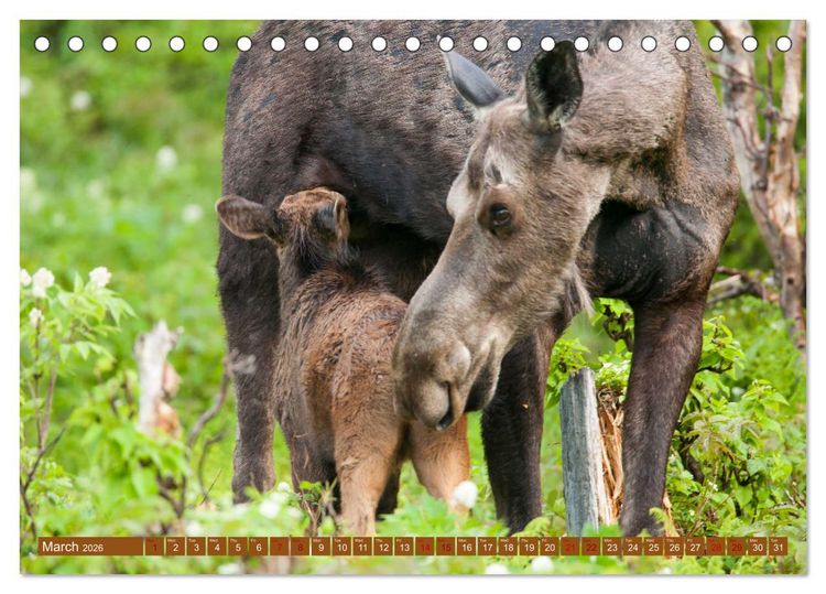 Produktbild: FIRST STEPS FOR BABY MOOSE (Desk Calendar 2026 DIN A5 landscape), CALVENDO 12 Month DeskCalendar