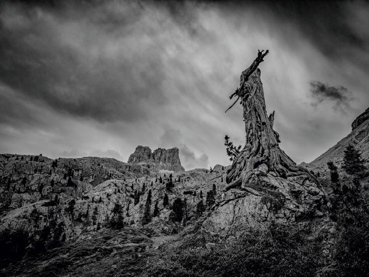 Produktbild: CALVENDO Puzzle Dolomiten - Verwitterter Baum vor dem Sturm 1000 Teile Puzzle quer | 1000 Teile Lege-Gr&ouml;&szlig;e 64 &times; 48 cm Foto-Puzzle f&uuml;r gl&uuml;ckliche Stunden