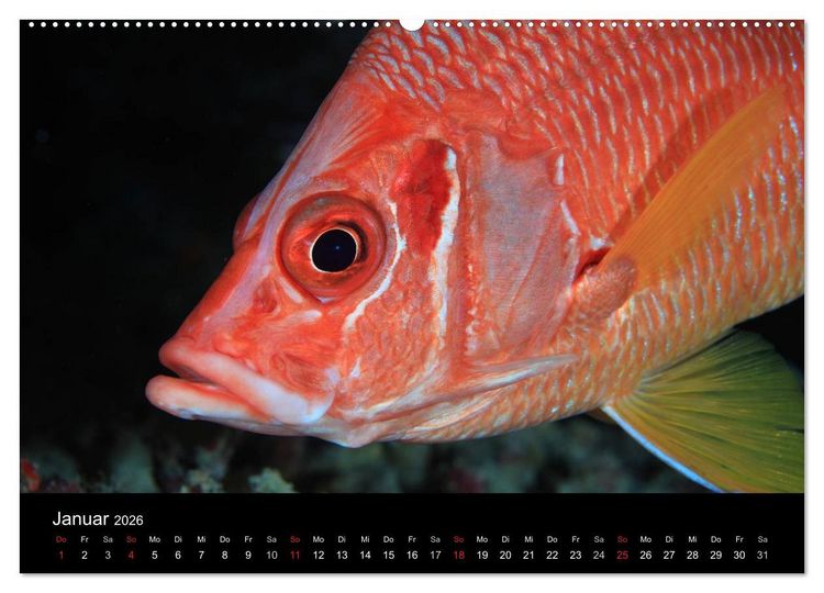 Produktbild: Magische Unterwasserwelten (Wandkalender 2026 DIN A2 quer), CALVENDO Monatskalender