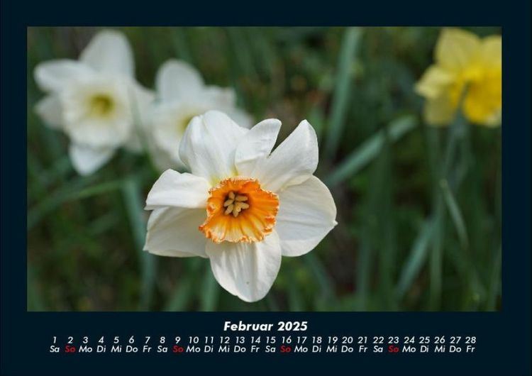 Produktbild: Blumenzauber 2025 Fotokalender DIN A4