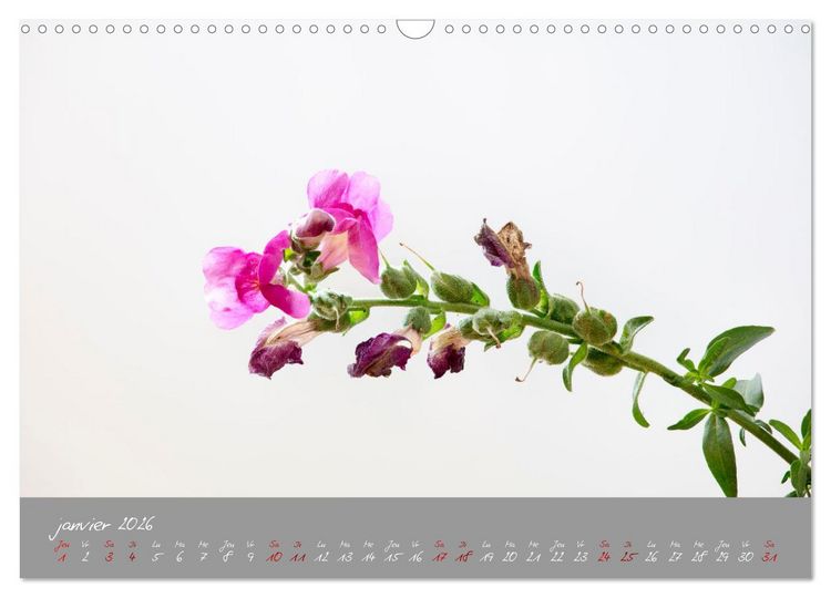 Produktbild: Des fleurs sur le chemin du matin (Calendrier mural 2026 DIN A3 vertical), CALVENDO calendrier mensuel