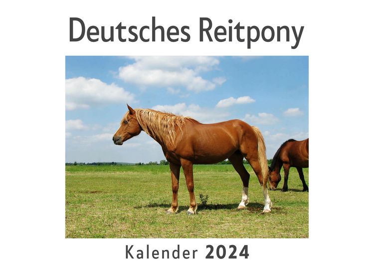 Produktbild: Deutsches Reitpony (Wandkalender 2024, Kalender DIN A4 quer, Monatskalender im Querformat mit Kalendarium, Das perfekte Geschenk)