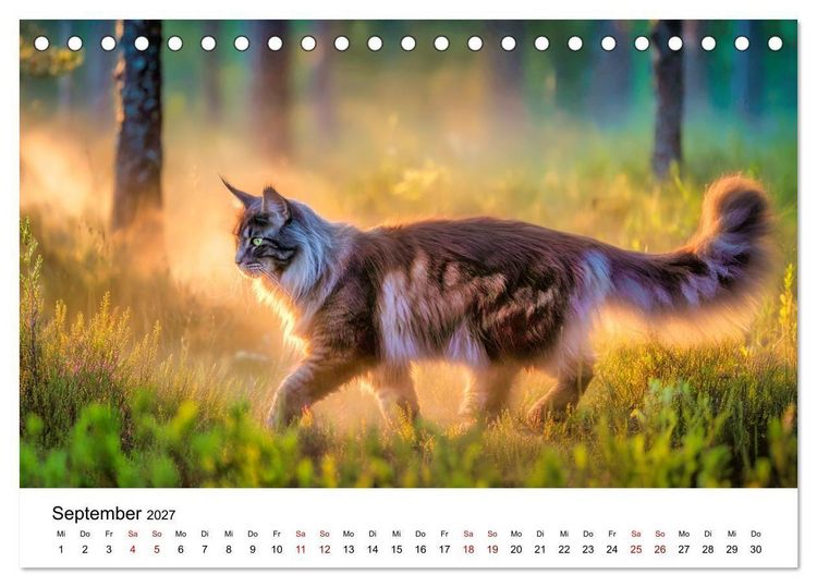 Produktbild: Eleganz in Pelz - ein Maine Coon - Kalender (Tischkalender 2027 DIN A5 quer), CALVENDO Monatskalender