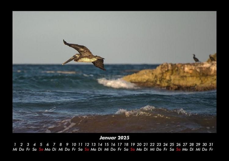 Produktbild: Welt der V&ouml;gel 2025 Fotokalender DIN A3