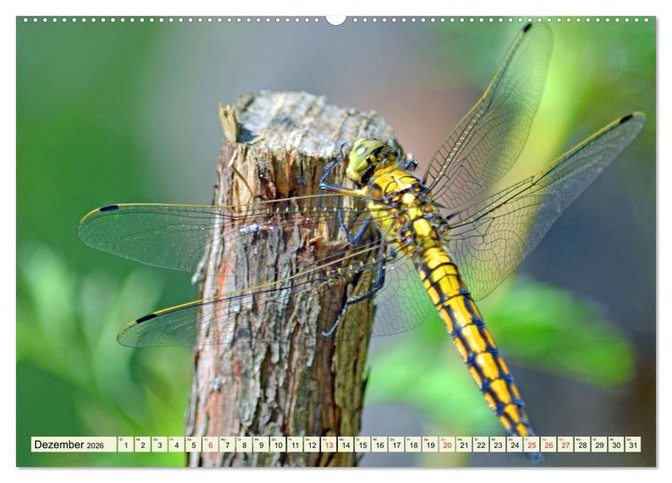 Produktbild: Farbenpracht der Insekten (hochwertiger Premium Wandkalender 2026 DIN A2 quer), Kunstdruck in Hochglanz