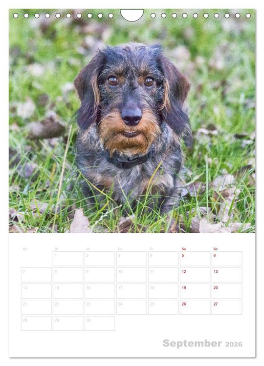 Produktbild: Der Dackel (M)ein treuer Weggef&auml;hrte (Wandkalender 2026 DIN A4 hoch), CALVENDO Monatskalender
