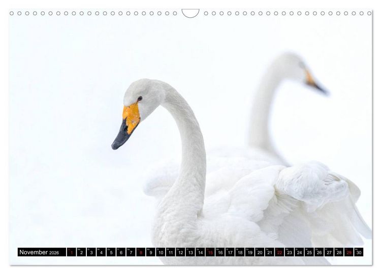 Produktbild: Japanische Vogelwelt im Winter (Wandkalender 2026 DIN A3 quer), CALVENDO Monatskalender