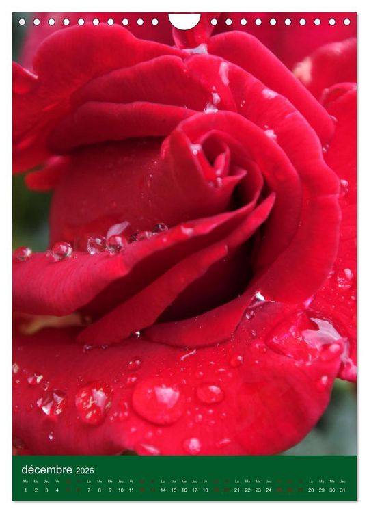 Produktbild: Senteurs florales (Calendrier mural 2026 DIN A4 horizontal), CALVENDO calendrier mensuel