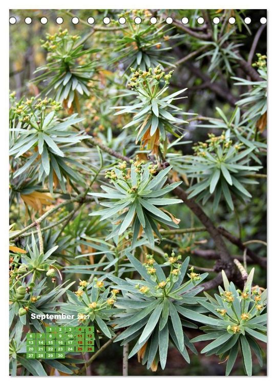 Produktbild: Madeiras Flora. Wundersame Wildblumen und exotische Geh&ouml;lze (Tischkalender 2027 DIN A5 hoch), CALVENDO Monatskalender