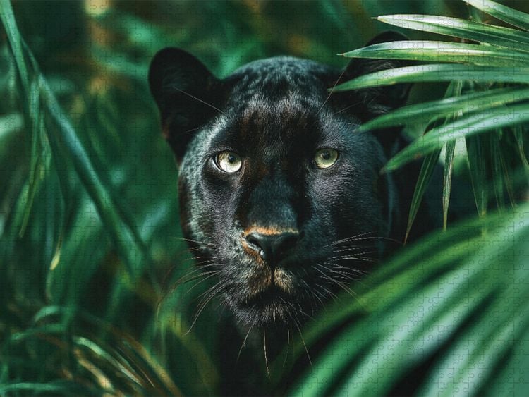 Produktbild: CALVENDO Puzzle Schwarzer Panther, die Nacht hat Augen | 2000 Teile Lege-Gr&ouml;&szlig;e 90x67cm Foto-Puzzle f&uuml;r gl&uuml;ckliche Stunden
