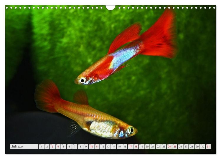 Produktbild: Beliebte Fische der Welt (Wandkalender 2027 DIN A3 quer), CALVENDO Monatskalender
