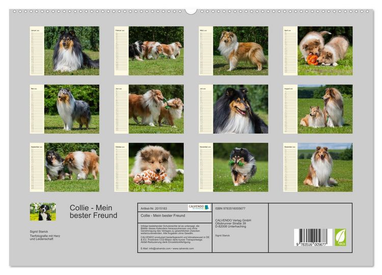 Produktbild: Collie - Mein bester Freund (hochwertiger Premium Wandkalender 2026 DIN A2 quer), Kunstdruck in Hochglanz