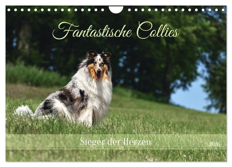 Produktbild: Fantastische Collies - Sieger der Herzen (Wandkalender 2026 DIN A4 quer), CALVENDO Monatskalender