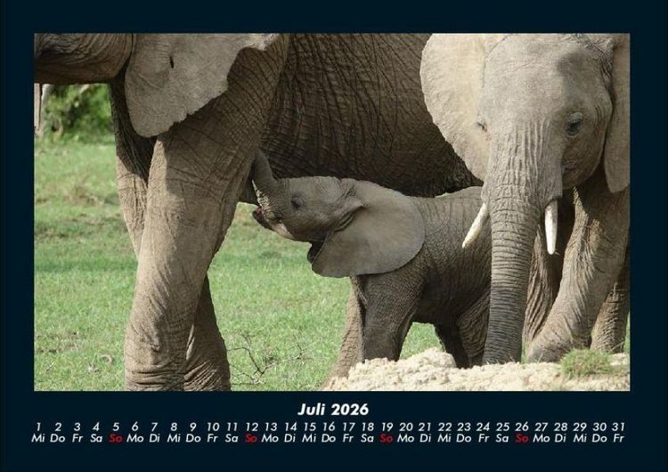 Produktbild: Elefanten - Die sanften Riesen Afrikas 2026 Fotokalender DIN A4