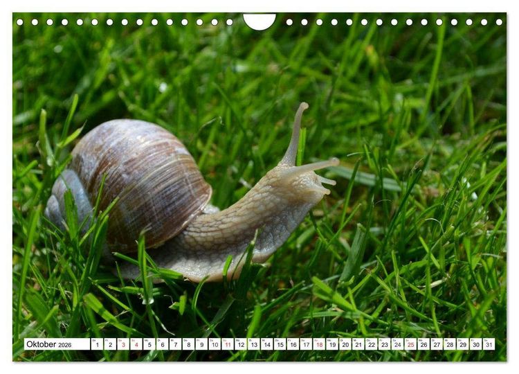 Produktbild: Schnecken. Witzige Schleimer (Wandkalender 2026 DIN A4 quer), CALVENDO Monatskalender