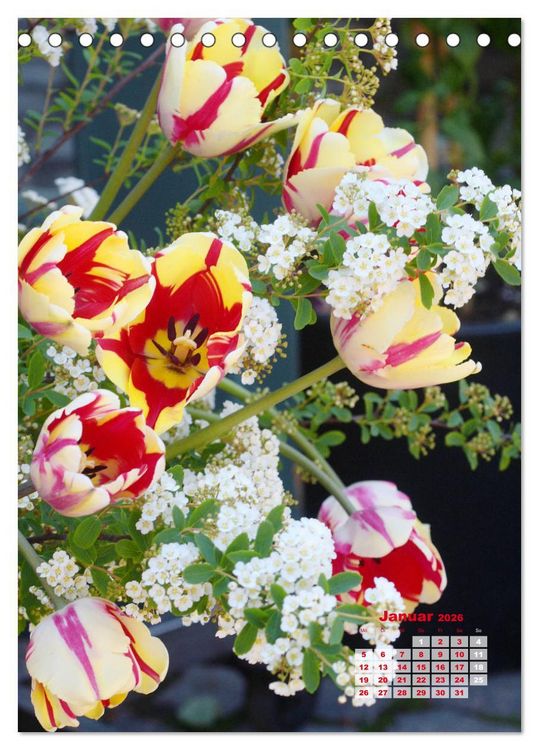 Produktbild: Ein buntes Tulpenjahr (Tischkalender 2026 DIN A5 hoch), CALVENDO Monatskalender