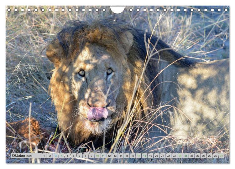 Produktbild: L&ouml;wen. Die K&ouml;nige Afrikas (Wandkalender 2026 DIN A4 quer), CALVENDO Monatskalender