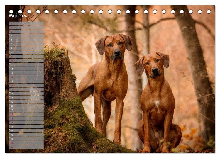 Produktbild: Rhodesian Ridgeback - Herzen auf vier Pfoten (Tischkalender 2026 DIN A5 quer), CALVENDO Monatskalender