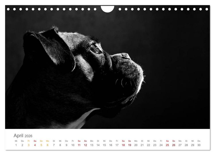 Produktbild: Hundeportraits Fine Art (Wandkalender 2026 DIN A4 quer), CALVENDO Monatskalender