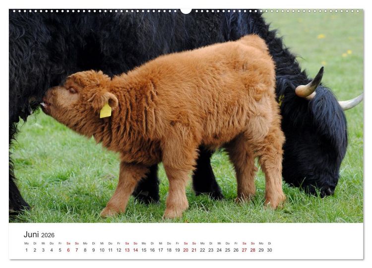 Produktbild: K&auml;lber - Kleine Herzensbrecher auf den Wiesen (Wandkalender 2026 DIN A2 quer), CALVENDO Monatskalender
