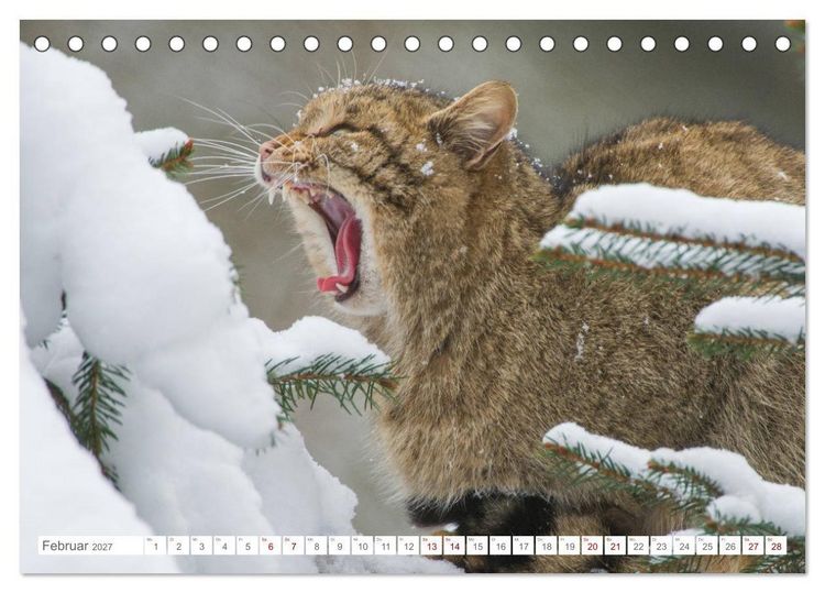 Produktbild: Wildkatzen - die anmutigsten Raubiere in Europa. (Tischkalender 2027 DIN A5 quer), CALVENDO Monatskalender