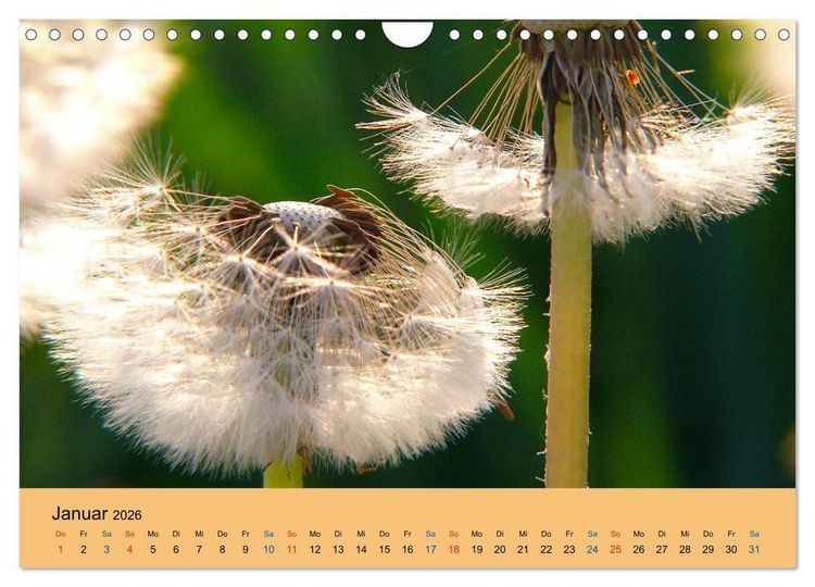 Produktbild: Wildblumen 2026 (Wandkalender 2026 DIN A4 quer), CALVENDO Monatskalender