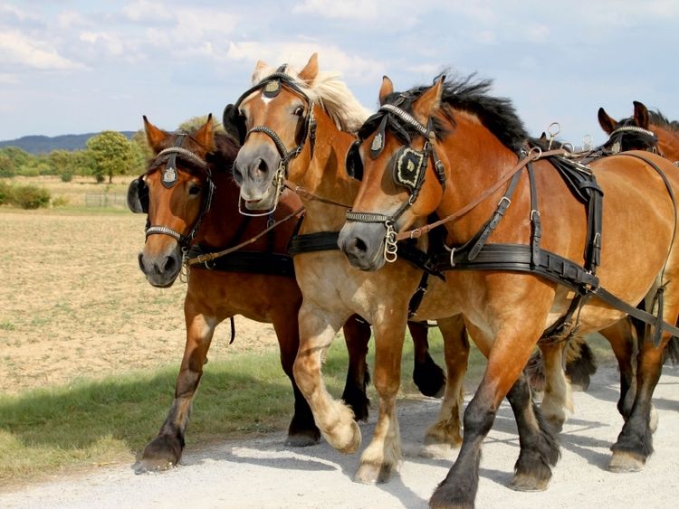 Produktbild: CALVENDO Puzzle Kaltblutgespann | 1000 Teile Lege-Gr&ouml;&szlig;e 64x48cm Foto-Puzzle f&uuml;r gl&uuml;ckliche Stunden