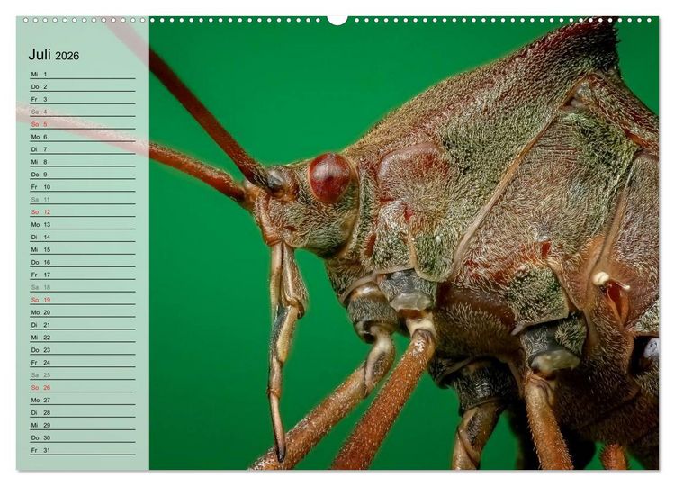 Produktbild: Die geheimnisvolle Welt der Insekten (hochwertiger Premium Wandkalender 2026 DIN A2 quer), Kunstdruck in Hochglanz