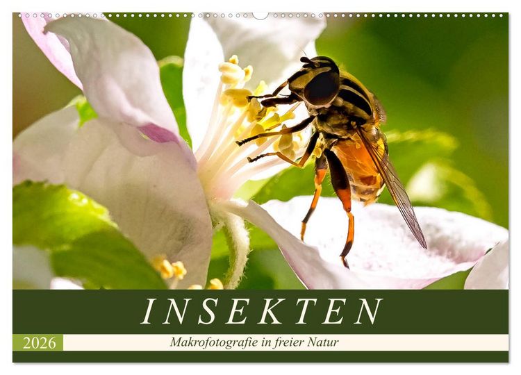 Produktbild: INSEKTEN - Makrofotografie in freier Natur (Wandkalender 2026 DIN A2 quer), CALVENDO Monatskalender