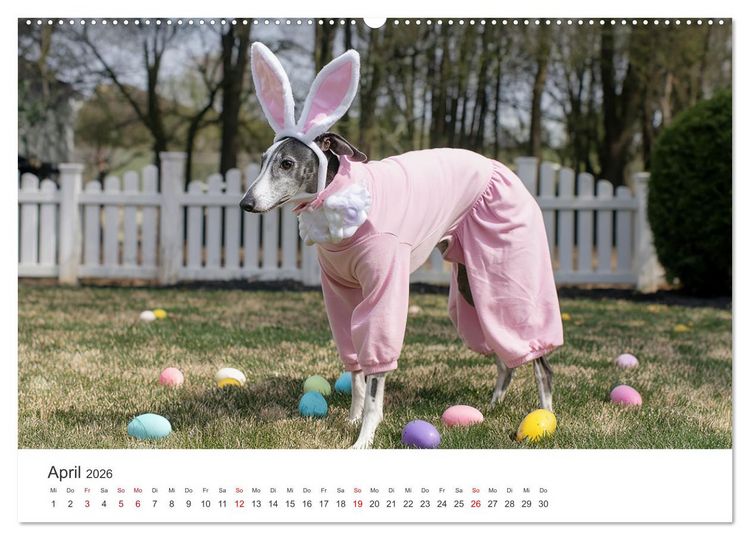 Produktbild: Funny Greyhounds - Windhunde mal anders (Wandkalender 2026 DIN A2 quer), CALVENDO Monatskalender